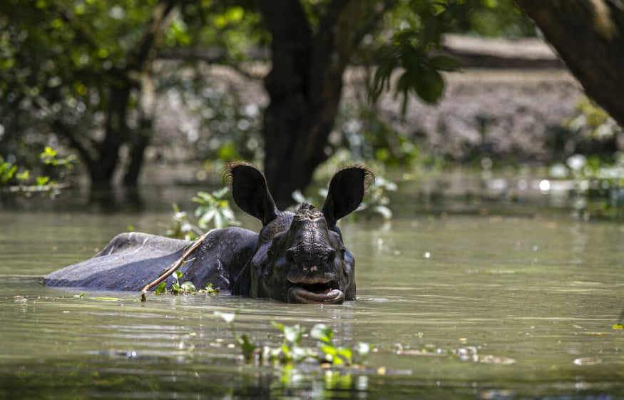 काझिरंगा हा भारतातल्या एकशिंगी गेंड्यांचा (one-horned rhinoceros) एकमेव अधिवास आहे. या दुर्मीळ जातीच्या गेंड्यांना या पुराचा धोका निर्माण झाला आहे. काझिरंगा हा भारतातल्या एकशिंगी गेंड्यांचा (one-horned rhinoceros) एकमेव अधिवास आहे. या दुर्मीळ जातीच्या गेंड्यांना या पुराचा धोका निर्माण झाला आहे.