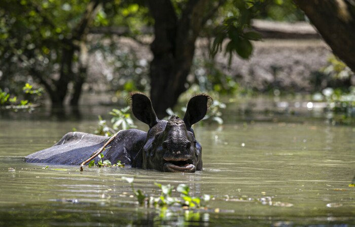 काझिरंगा हा भारतातल्या एकशिंगी गेंड्यांचा (one-horned rhinoceros) एकमेव अधिवास आहे. या दुर्मीळ जातीच्या गेंड्यांना या पुराचा धोका निर्माण झाला आहे.