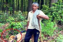 वाघापासून कुत्र्याला वाचवण्यासाठी शेतकऱ्यानं केला इंडियन जुगाड, पाहा PHOTO