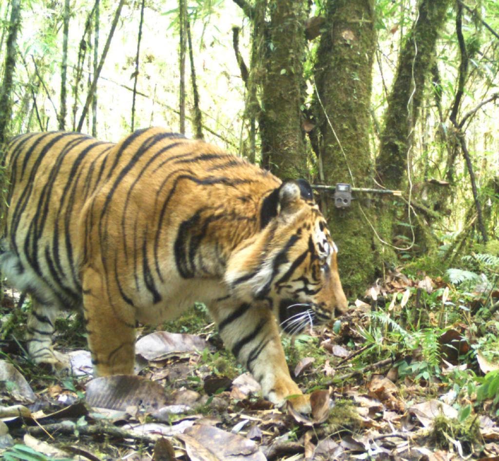 भारताचे नाव आता गिनीज बुक ऑफ वर्ल्ड रेकॉर्डमध्ये नोंदवले गेले आहे. वाघांची देशभरातील संख्या सर्वात मोठा कॅमेरा ट्रॅप वन्यजीव सर्वेक्षण केल्यानंतर गिनीज बुक ऑफ वर्ल्ड रेकॉर्डमध्ये पोहोचली आहे. भारताचे नाव आता गिनीज बुक ऑफ वर्ल्ड रेकॉर्डमध्ये नोंदवले गेले आहे. वाघांची देशभरातील संख्या सर्वात मोठा कॅमेरा ट्रॅप वन्यजीव सर्वेक्षण केल्यानंतर गिनीज बुक ऑफ वर्ल्ड रेकॉर्डमध्ये पोहोचली आहे.