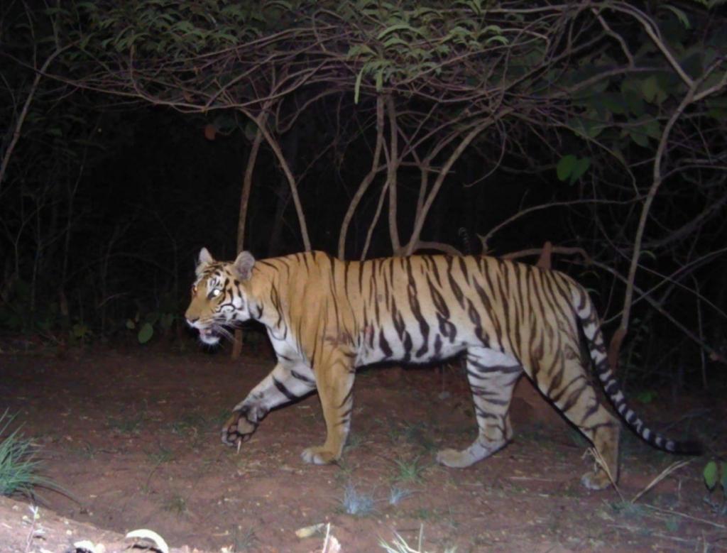 भारतातील वार्षिक व्याघ्रगणनेनुसार यापैकी अर्ध्याहून जास्त वाघ हे मध्य प्रदेश आणि कर्नाटक राज्यामध्ये आहेत भारतातील वार्षिक व्याघ्रगणनेनुसार यापैकी अर्ध्याहून जास्त वाघ हे मध्य प्रदेश आणि कर्नाटक राज्यामध्ये आहेत