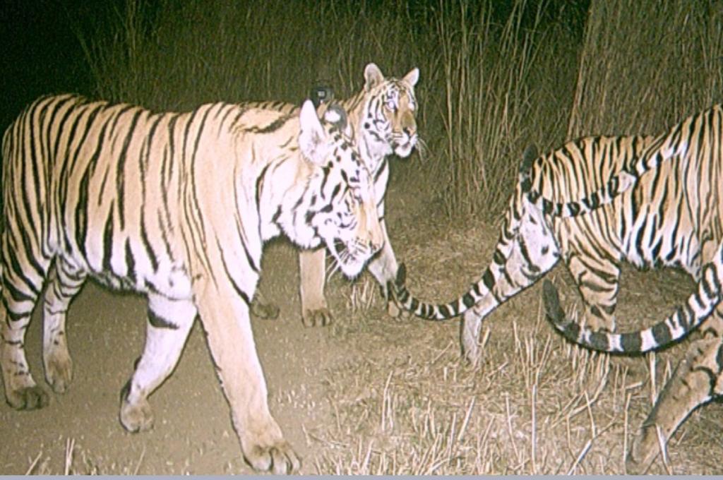 आतापर्यंत केलेल्या वन्यजीवनाच्या सर्वेक्षणानुसार देशातील वाघांची संख्या 6 टक्क्यांनी वाढून अंदाजे 3,000 प्राण्यांवर पोहोचली आहे. आतापर्यंत केलेल्या वन्यजीवनाच्या सर्वेक्षणानुसार देशातील वाघांची संख्या 6 टक्क्यांनी वाढून अंदाजे 3,000 प्राण्यांवर पोहोचली आहे.