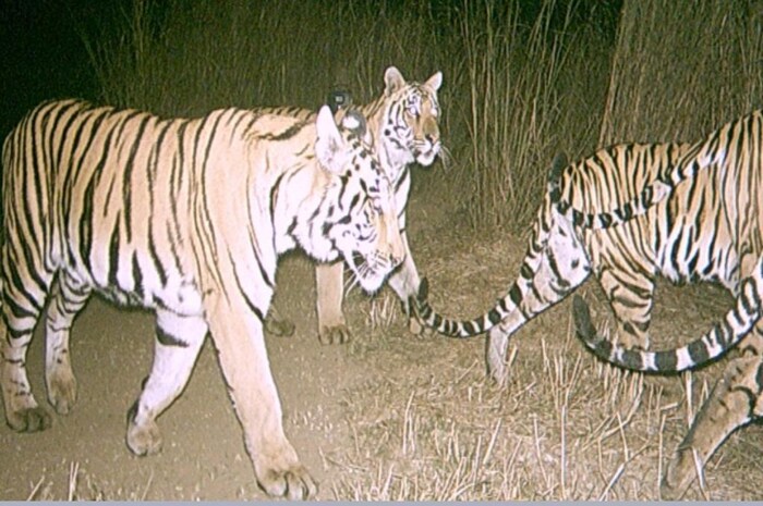 आतापर्यंत केलेल्या वन्यजीवनाच्या सर्वेक्षणानुसार देशातील वाघांची संख्या 6 टक्क्यांनी वाढून अंदाजे 3,000 प्राण्यांवर पोहोचली आहे.