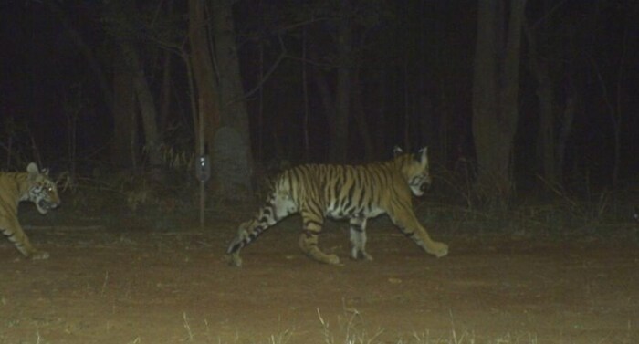 35 दशलक्ष फोटोंमध्ये साधारण 76,523 फोटो हे वाघांचे तर 51,337 फोटो बिबट्यांचे आहेत.