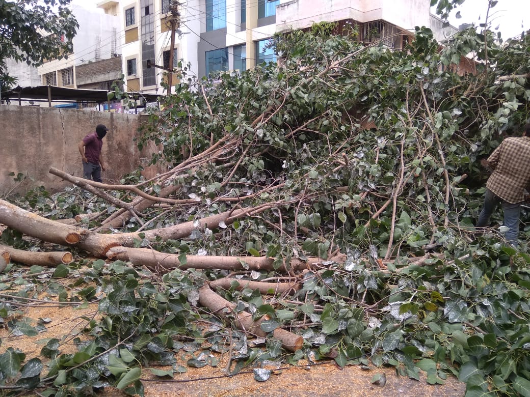 तहसिलदार कचेरी, पोस्ट ऑफिस, येथील झाडांची छाटणी केल्यामुळे पक्ष्यांची घरटी जमिनीवर पडून लहान पिल्ले जखमी होऊन मुत्य झाल्याची घटना घडल्यानंतर प्राणीमित्रांनी संताप व्यक्त केला आहे. तहसिलदार कचेरी, पोस्ट ऑफिस, येथील झाडांची छाटणी केल्यामुळे पक्ष्यांची घरटी जमिनीवर पडून लहान पिल्ले जखमी होऊन मुत्य झाल्याची घटना घडल्यानंतर प्राणीमित्रांनी संताप व्यक्त केला आहे.