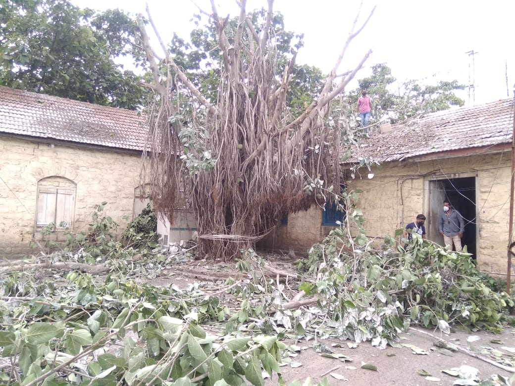 या ठिकाणी पक्षाचा सहवास असल्याने पक्ष्यांची विष्ठा पडत होती. यामुळे दुर्गंधी सुद्धा पसरली म्हणून या झाडांची छाटणी करण्यात आली या ठिकाणी पक्षाचा सहवास असल्याने पक्ष्यांची विष्ठा पडत होती. यामुळे दुर्गंधी सुद्धा पसरली म्हणून या झाडांची छाटणी करण्यात आली