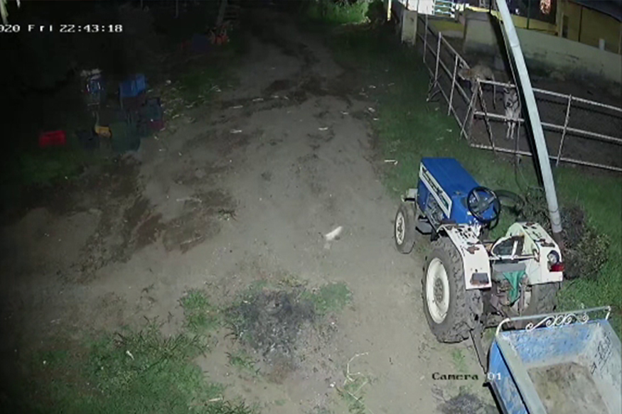 शेतकऱ्याने चोरांसाठी लावला सीसीटीव्ही कॅमेरा, गोठ्यात जे दिसले ते पाहून झाला हैराण