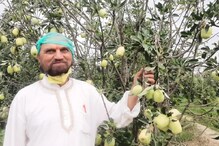 आता महाराष्ट्रातही होऊ शकते सफरचंदाची शेती, उष्ण वातावरणात येतं HRMN 99