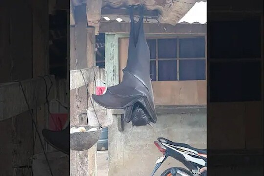 ‘या’ देशात आढळलं माणसाच्या उंचीएवढं वटवाघूळ? PHOTO बघून बसेल धक्का