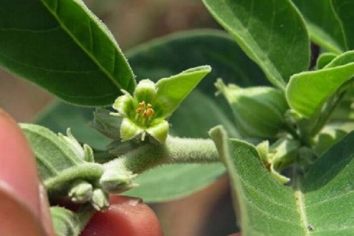 कोरोनाची लक्षणं नसलेले किंवा सौम्य लक्षणं असलेल्या रुग्णांनी अश्वगंधा आणि गुळवेलचं नियमित सेवन करावं.