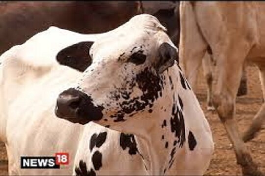 विकृतीचा कळस! गाईसोबत अतिप्रसंग करत होता 55 वर्षीय इसम, CCTV मध्ये रेकॉर्ड झाला व्हिडीओ