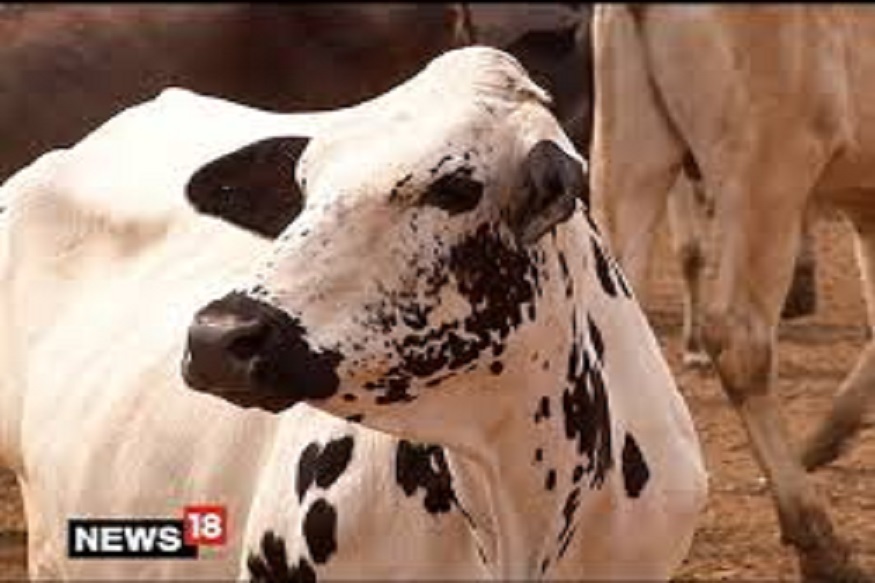 विकृतीचा कळस! गाईसोबत अतिप्रसंग करत होता 55 वर्षीय इसम, CCTV मध्ये रेकॉर्ड झाला व्हिडीओ
