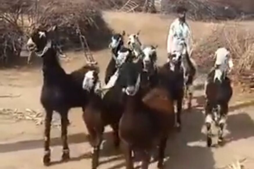 गाण्याच्या तालावर नाचणाऱ्या शेळ्यांचा कळप पाहिलात कधी? हा VIDEO पाहून पोट धरून हसाल!