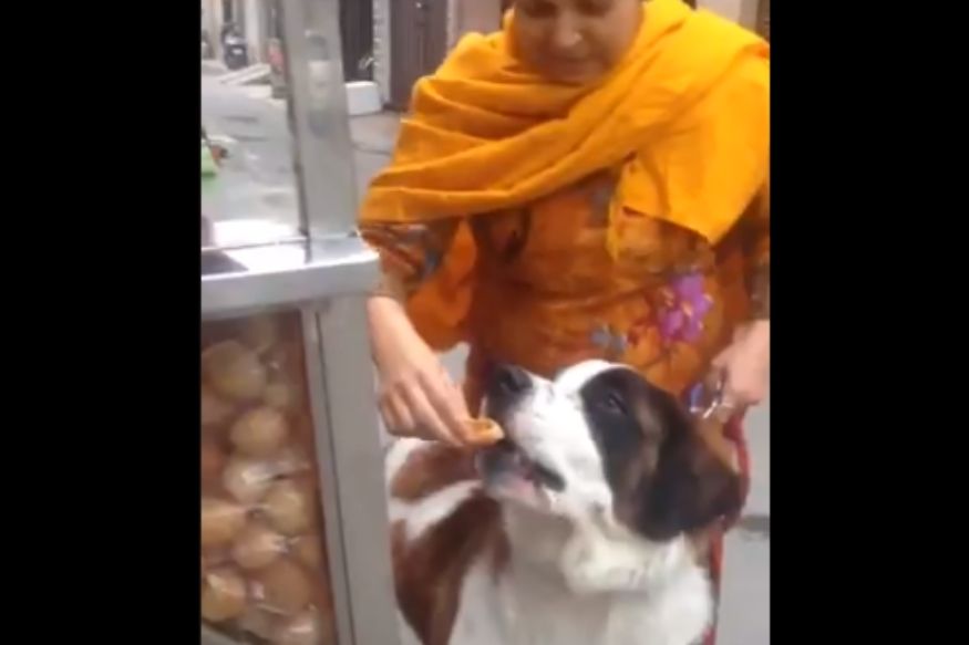 VIDEO : चिकन नव्हे तर या डॉलीला आवडते पाणीपुरी; कशी खातेय बघा...