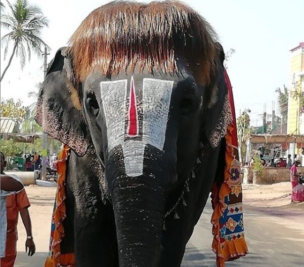हेअरस्टाइल ठेवणाऱ्या या हत्तीणीने सोशल मीडियावर सर्वांचं लक्ष वेधून घेतलं आहे. तिच्या या हेअरस्टाइलमुळे तिचे लाखो फॅन्स झालेत. (Photo:Instagram/yogeetha_lunked) हेअरस्टाइल ठेवणाऱ्या या हत्तीणीने सोशल मीडियावर सर्वांचं लक्ष वेधून घेतलं आहे. तिच्या या हेअरस्टाइलमुळे तिचे लाखो फॅन्स झालेत. (Photo:Instagram/yogeetha_lunked)