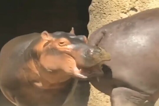 हिप्पोपोटॅमसच्या मस्तीचा VIDEO व्हायरल, एकाने अशी ओढली दुसऱ्याची शेपटी
