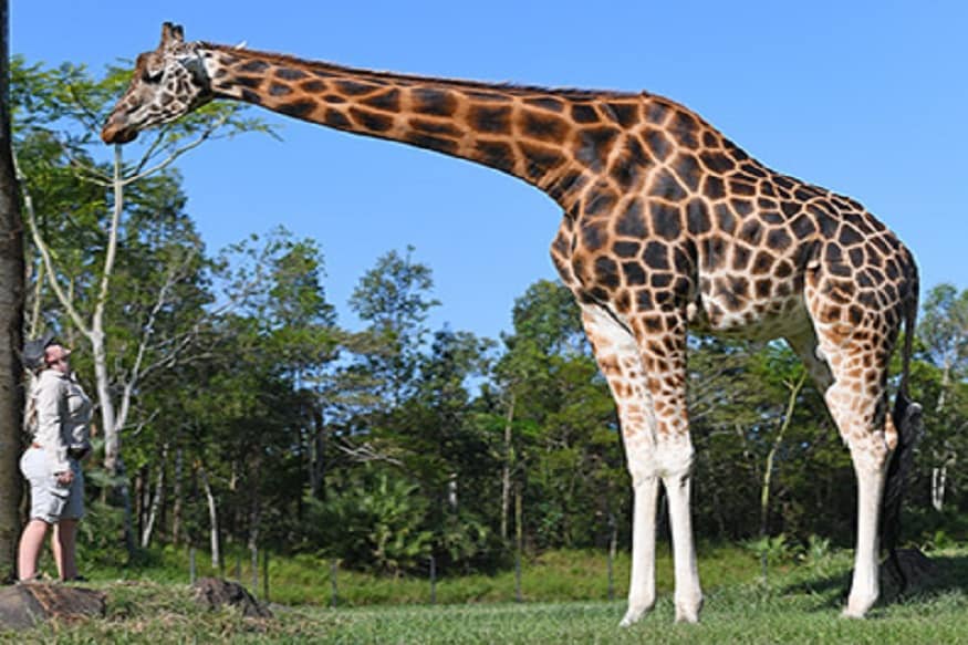 Жираф рядом с человеком фото