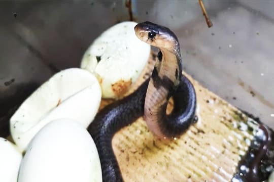 शेवटी किंग क्रोबाची पिल्लं, अंडीतून बाहेर पडतानाचा दुर्मिळ VIDEO