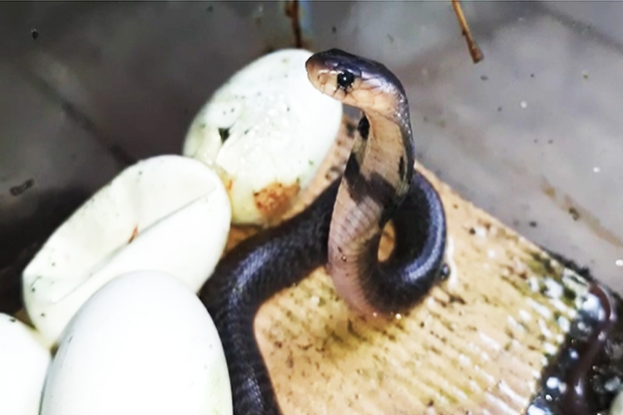 शेवटी किंग क्रोबाची पिल्लं, अंडीतून बाहेर पडतानाचा दुर्मिळ VIDEO