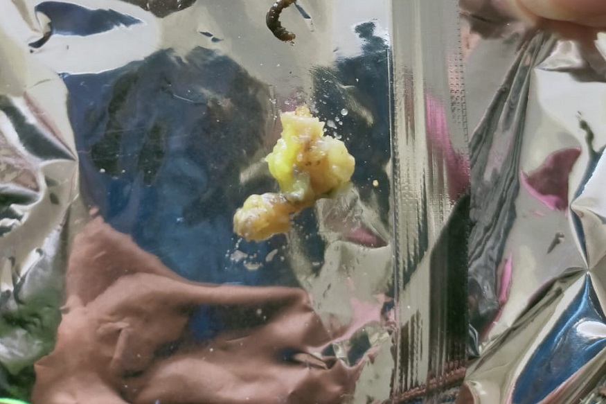 कोरोनात आरोग्याशी असा खेळ! कोल्हापूरच्या अलगीकरण केंद्रातील जेवणात सापडल्या...