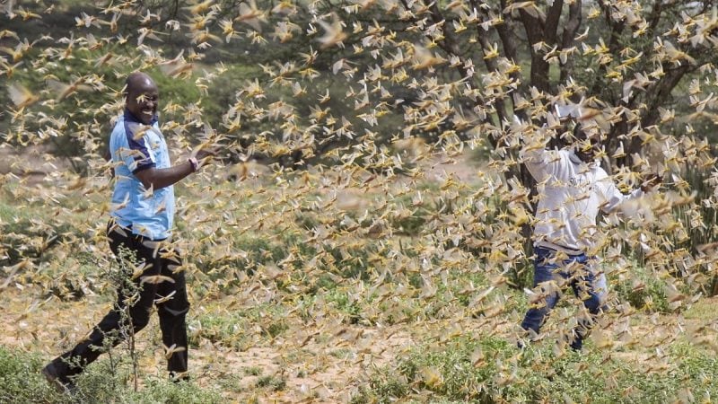 मान्सूनचा काळ हा टोळांच्या प्रजननासाठी सर्वोत्तम मानला जातो. त्यामुळे या कालावधीमध्ये मोठ्या प्रमाणात टोळांचं प्रजनन झालं तर धोका अधिक वाढण्याची शक्यता नाकारता येत नाही. मान्सूनचा काळ हा टोळांच्या प्रजननासाठी सर्वोत्तम मानला जातो. त्यामुळे या कालावधीमध्ये मोठ्या प्रमाणात टोळांचं प्रजनन झालं तर धोका अधिक वाढण्याची शक्यता नाकारता येत नाही.