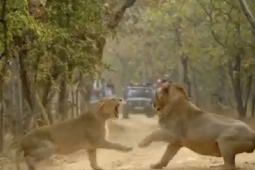 VIDEO : सत्ता कोणाचीही असो आवाज मात्र आपलाच; सिंहिणीच्या डरकाळीने सिंह झाला गर्भगळीत