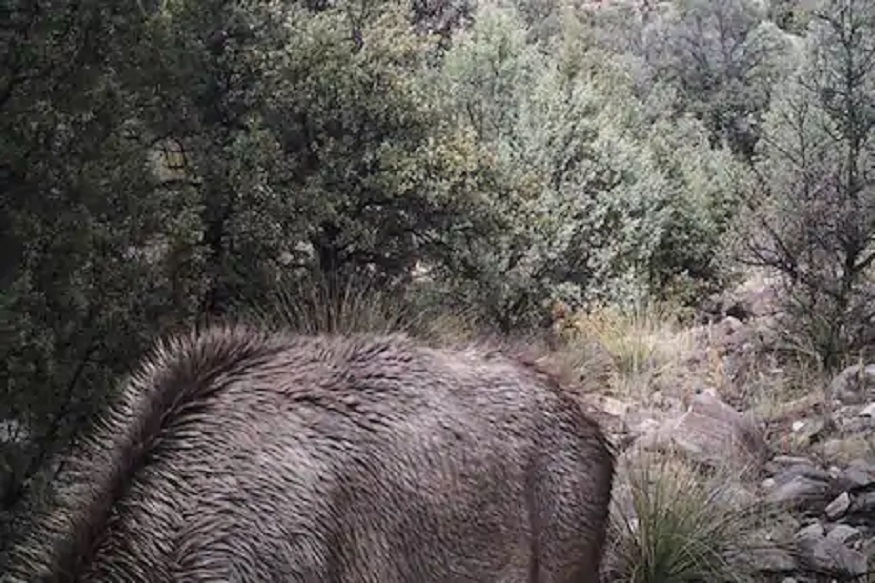 शिकारीसाठी दबा धरून बसलाय सिंह, शोधा बघू तुम्हाला तरी सापडतोय का?