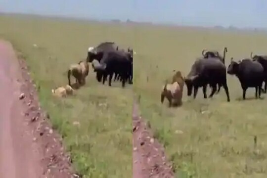 एकीचे बळ! म्हशींच्या कळपासमोर जंगलाच्या राजाला काढावा लागला पळ, VIDEO VIRAL