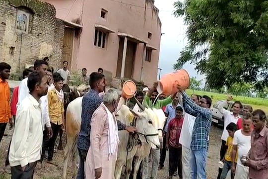अन् शेतकऱ्याने ओतल्या दुधाच्या कॅन बैलांच्या अंगावर, पाहा हा VIDEO