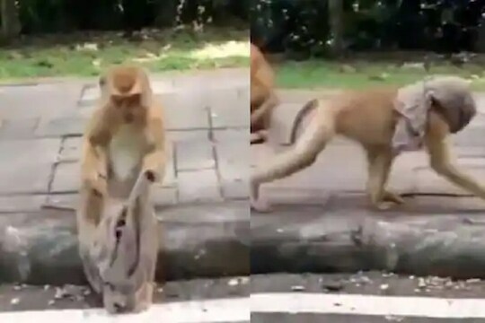 माकडही करतंय कोरोनापासून आपला बचाव; MASK घालून फिरतानाचा VIDEO VIRAL