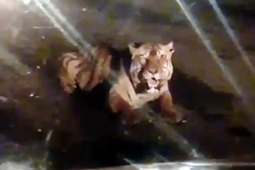 रस्त्यावर बसून वाघाने मारली डरकाळी, गाडीतील लोकांची झाली अशी अवस्था; पाहा VIDEO