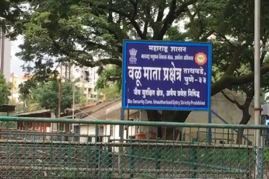असं असतानाही पावसाळा असून देखील चारा उपलब्ध न झाल्याने भुकेपोटी ही जनावरं झाडाचा पाला खात आहे की त्यांना खाऊ घातले जात आहे, असा प्रश्न निर्माण झाला आहे. या कार्यालयात असलेल्या झाडांच्या फांद्या तोडण्यात आल्याचं समोर आलं आहे. असं असतानाही पावसाळा असून देखील चारा उपलब्ध न झाल्याने भुकेपोटी ही जनावरं झाडाचा पाला खात आहे की त्यांना खाऊ घातले जात आहे, असा प्रश्न निर्माण झाला आहे. या कार्यालयात असलेल्या झाडांच्या फांद्या तोडण्यात आल्याचं समोर आलं आहे.