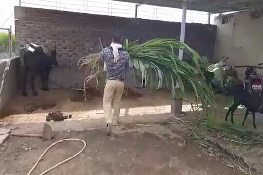 बळीराजा दवाखान्यात, जनावरांसाठी खाकी वर्दीतला माणूस पोहोचला गोठ्यात, पाहा हा VIDEO