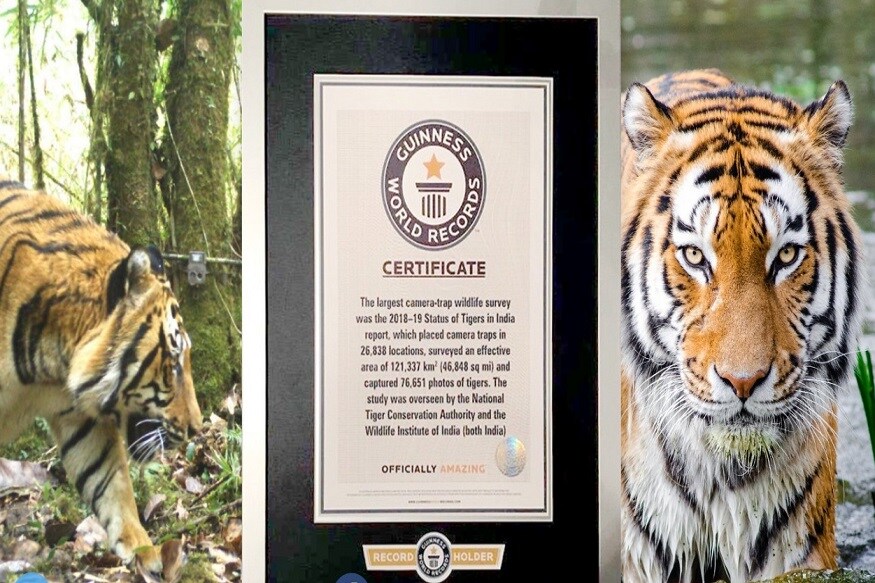 भारताच्या 2018 मधील वाघांच्या जनगणनेने गिनीज बुक ऑफ वर्ल्ड रेकॉर्डमध्ये नवा विक्रम नोंदवला आहे. (फोटो सौजन्य- Twitter @PrakashJavadekar) भारताच्या 2018 मधील वाघांच्या जनगणनेने गिनीज बुक ऑफ वर्ल्ड रेकॉर्डमध्ये नवा विक्रम नोंदवला आहे. (फोटो सौजन्य- Twitter @PrakashJavadekar)