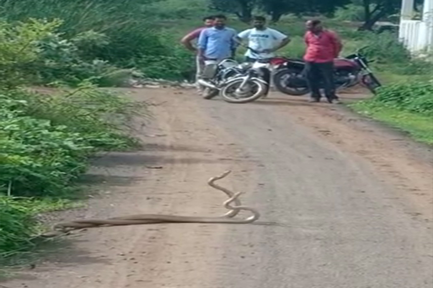 भुसावळमध्ये भर रस्त्यावर आले नाग-नागिणी, पाहा हा VIDEO