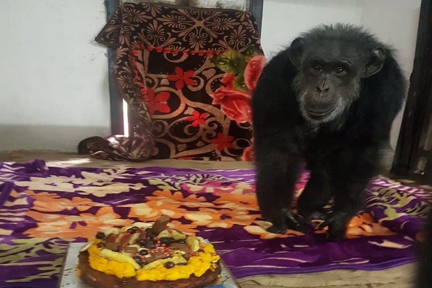 आतापर्यंत तुम्ही पाळीव कुत्रा, मांजर यांचं बर्थडे सेलिब्रेशन पाहिलं आहे. मात्र कधी एखाद्या चिंपांझीचा बर्थडे सेलिब्रेट केल्याचं पाहिलं आहे का? आतापर्यंत तुम्ही पाळीव कुत्रा, मांजर यांचं बर्थडे सेलिब्रेशन पाहिलं आहे. मात्र कधी एखाद्या चिंपांझीचा बर्थडे सेलिब्रेट केल्याचं पाहिलं आहे का?