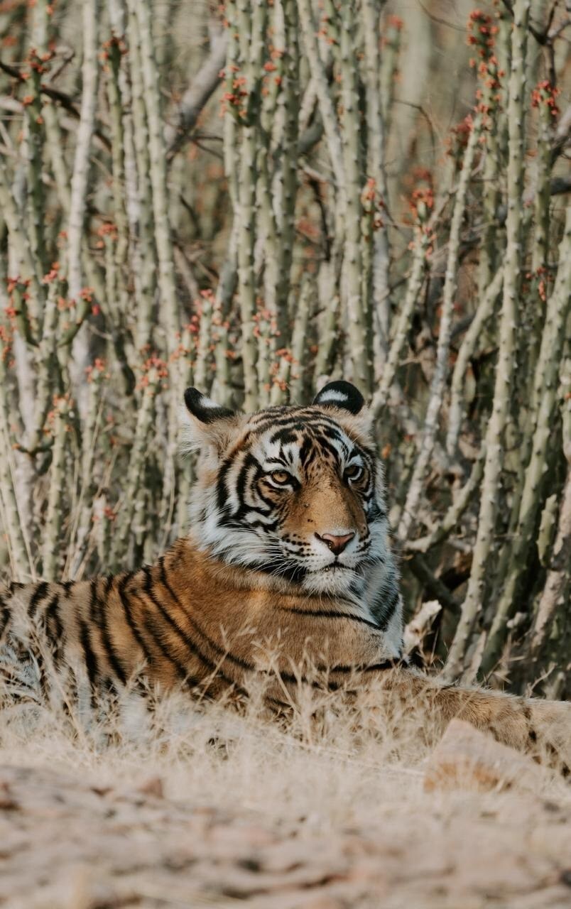 सध्या मध्य प्रदेशात 526, कर्नाटकात 524, उत्तराखंडमध्ये 442 वाघ आहेत. तर महाराष्ट्र 312 आणि तामिळनाडूत 264 वाघांची नोंद झाली आहे. फोटो सौजन्य-Twitter सध्या मध्य प्रदेशात 526, कर्नाटकात 524, उत्तराखंडमध्ये 442 वाघ आहेत. तर महाराष्ट्र 312 आणि तामिळनाडूत 264 वाघांची नोंद झाली आहे. फोटो सौजन्य-Twitter
