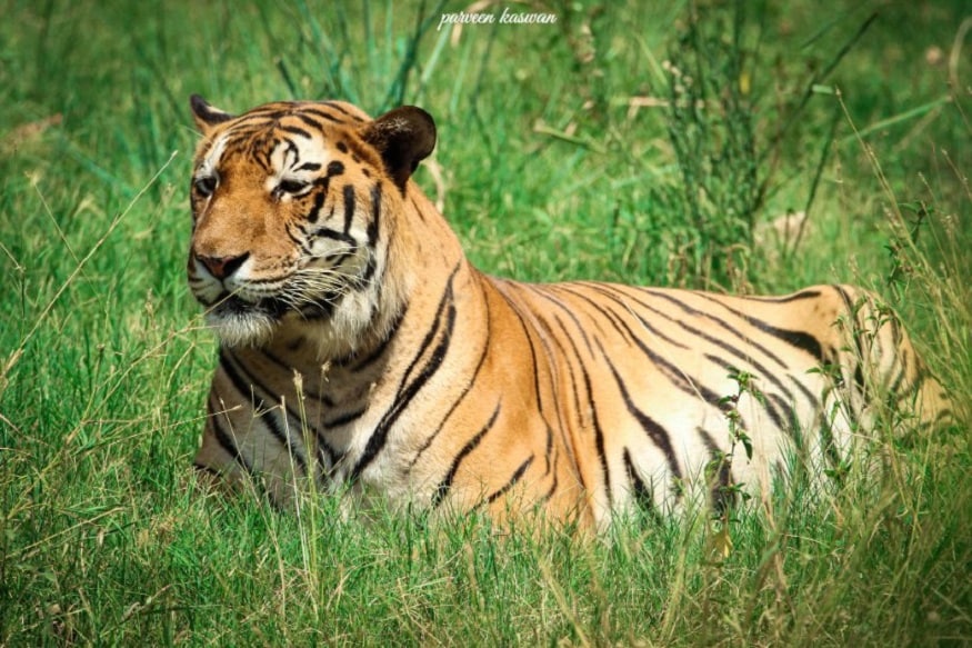 भारतातील व्याघ्र संवर्धनाकडे आता विशेष लक्ष दिले जात आहे. जागतिक व्याघ्र दिनाच्या एक दिवस आधी वाघांची गणना केली गेली. फोटो सौजन्य-Twitter भारतातील व्याघ्र संवर्धनाकडे आता विशेष लक्ष दिले जात आहे. जागतिक व्याघ्र दिनाच्या एक दिवस आधी वाघांची गणना केली गेली. फोटो सौजन्य-Twitter