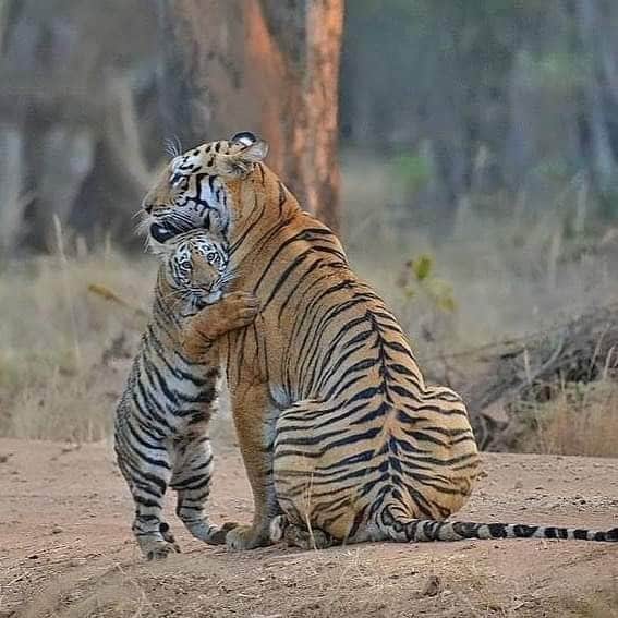राज्यांबाबत बोलायचे झाल्यास व्याघ्र शिकार कमी करणे हे धोरण अंमलात आणण्यासाठी प्रयत्न केले जात आहेत. फोटो सौजन्य-Twitter राज्यांबाबत बोलायचे झाल्यास व्याघ्र शिकार कमी करणे हे धोरण अंमलात आणण्यासाठी प्रयत्न केले जात आहेत. फोटो सौजन्य-Twitter