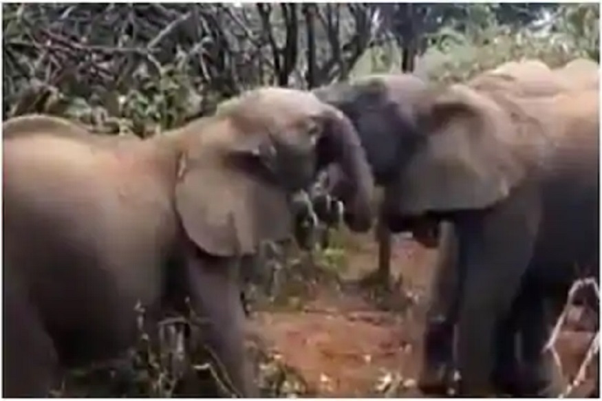 खाण्यावरून तीन हत्ती भिडले, जबरदस्त लढाईचा पाहा दुर्मीळ VIDEO