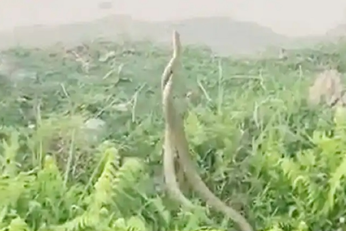 बाप रे बाप! पाण्यात दोन सापांमध्ये खतरनाक राडा, हवेतून केला वार; थरारक VIDEO VIRAL