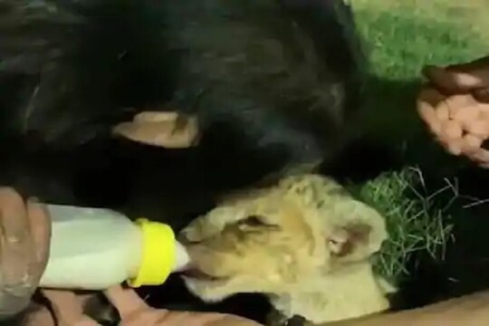 शेवटी आईचं प्रेम ते...चिंपाजीनं बछड्याला पाजलं दूध, VIDEO VIRAL