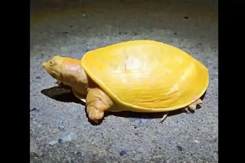 ओडिशामध्ये (odisha) हे दुर्मिळ पिवळं कासव (yellow turtle) दिसून आलं आहे.