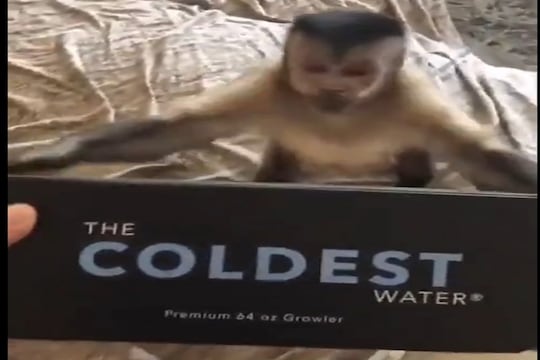 माकडाच्या हाती आलं गिफ्ट, पुढे काय गंमतीशीर प्रकार घडला पाहा VIDEO
