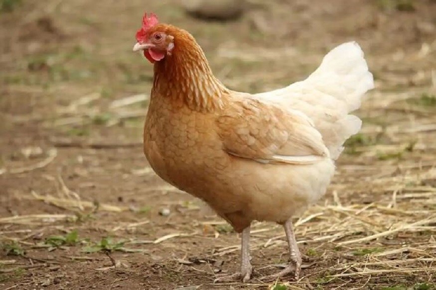 बर्ड फ्ल्यूचा धोका: ठाण्यात आता चिकन दुकानांमध्ये सुरू झाला सर्व्हे, काय आहे निष्कर्ष? जाणून घ्या