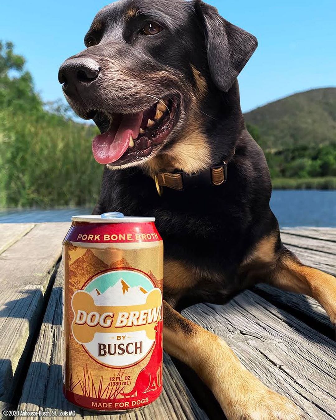 Busch Beer या ब्रँडने खास कुत्र्यांसाठी डॉग बिअर तयार केली आहे. कंपनीने याबाबत आपल्या सोशल मीडियावर माहिती दिली आहे. (फोटो सौजन्य - Busch Beer Instagram) Busch Beer या ब्रँडने खास कुत्र्यांसाठी डॉग बिअर तयार केली आहे. कंपनीने याबाबत आपल्या सोशल मीडियावर माहिती दिली आहे. (फोटो सौजन्य - Busch Beer Instagram)