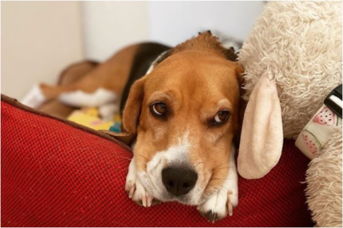 प्रतीकात्मक फोटो