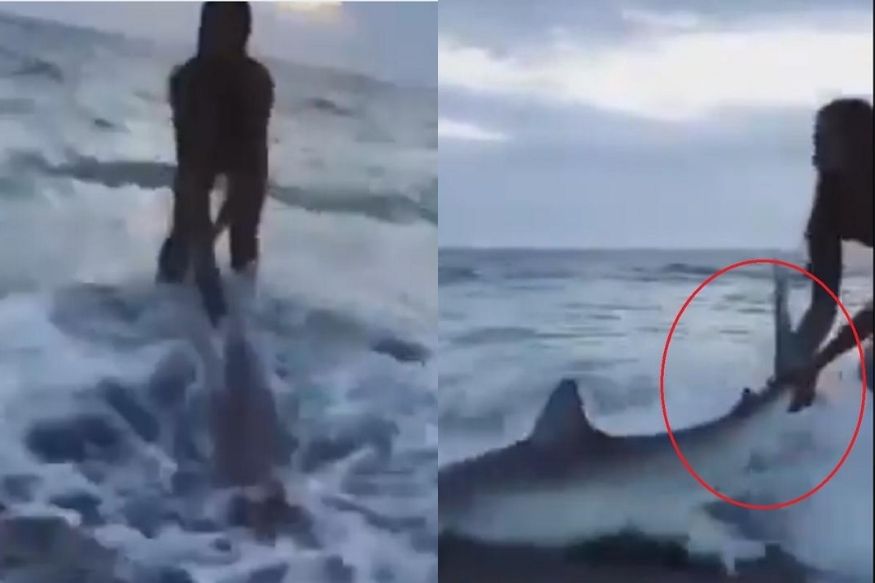 VIDEO: महिलेने शार्कची शेपटी पकडून त्याला खेचलं, नेटकऱ्यांनी म्हटलं 'खरी हिरो'