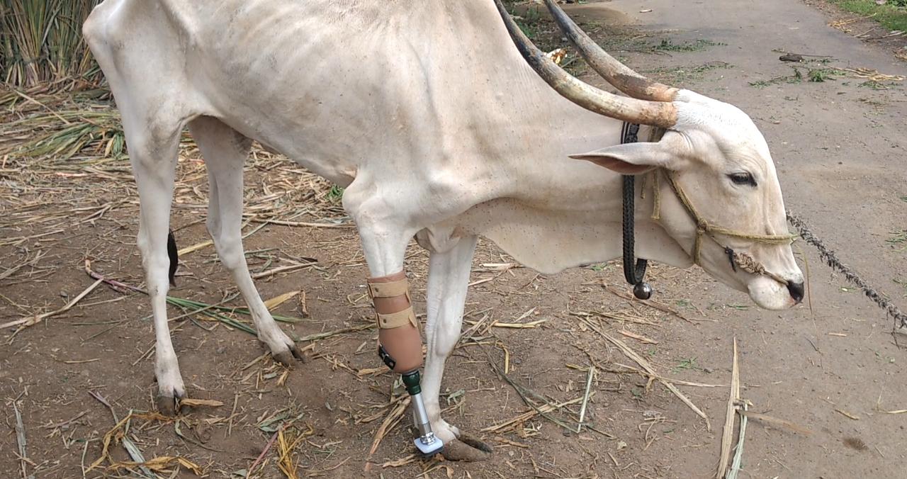 वजनदार प्राण्यांसाठीच्या कृत्रिम पायाची प्रक्रिया आव्हानात्मक असते. यामध्ये वजनाचा योग्य प्रमाणात समतोल राखण्याबाबत खबरदारी घेतली पाहिजे. या गायीचे बरेच हितचिंतक आहेत त्यामुळे तिची काळजी घेतली जाईल आणि तिला सर्वकाही करणं शक्य होईल, असंपेटा इंडियाचे सीईओ मणिलाल वल्लीयाते म्हणाले. तसंच जनावरांसाठी देशात असे आणखी काही उपक्रम आवश्यक असल्याचंही मत त्यांनी व्यक्त केलं. वजनदार प्राण्यांसाठीच्या कृत्रिम पायाची प्रक्रिया आव्हानात्मक असते. यामध्ये वजनाचा योग्य प्रमाणात समतोल राखण्याबाबत खबरदारी घेतली पाहिजे. या गायीचे बरेच हितचिंतक आहेत त्यामुळे तिची काळजी घेतली जाईल आणि तिला सर्वकाही करणं शक्य होईल, असंपेटा इंडियाचे सीईओ मणिलाल वल्लीयाते म्हणाले. तसंच जनावरांसाठी देशात असे आणखी काही उपक्रम आवश्यक असल्याचंही मत त्यांनी व्यक्त केलं.