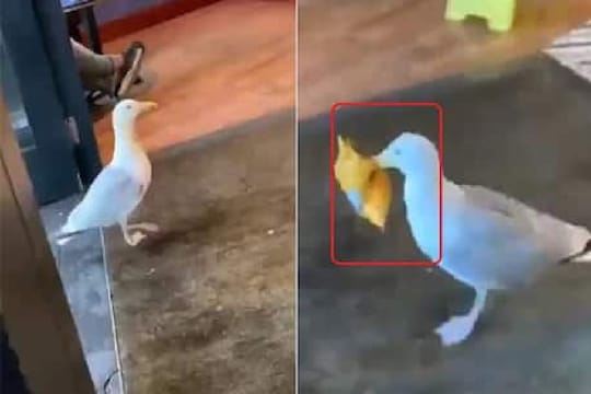 चोर पावलानं दुकानात घुसला 'सीगल' पक्षी, चिप्सचं पाकिट घेऊन झाला भुर्रर्र, VIDEO VIRAL